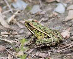 Image of Northern Leopard Frog