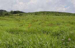 Image of summer ragwort