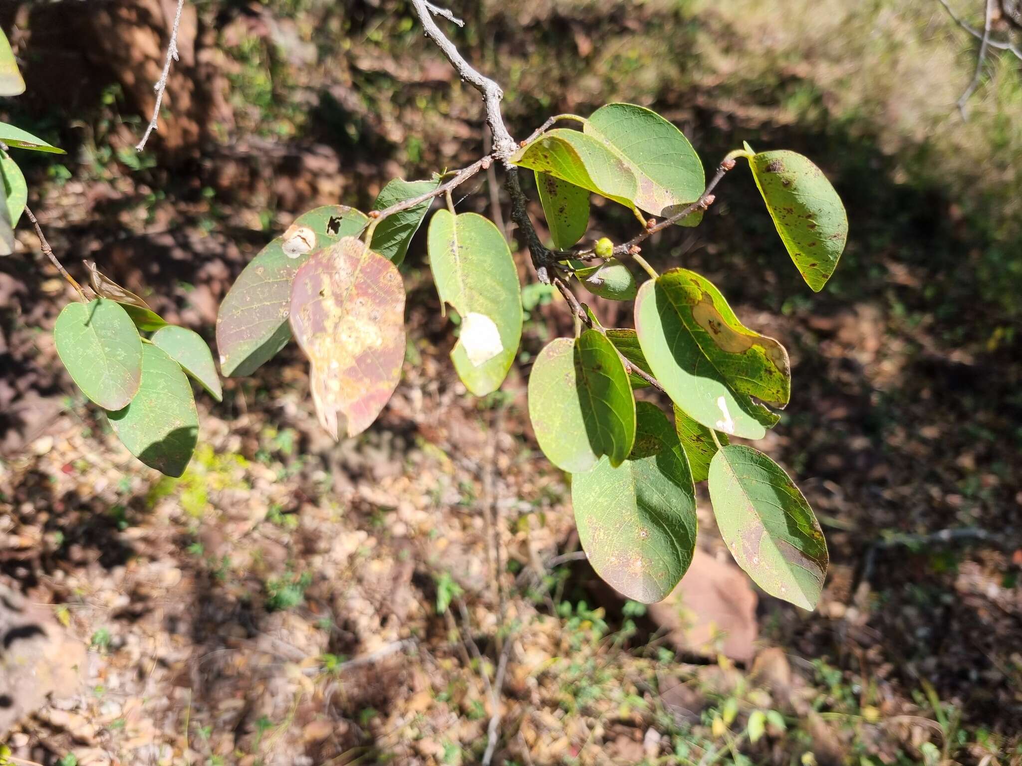 Image of Pseudolachnostylis