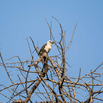 Image of White-headed Barbet