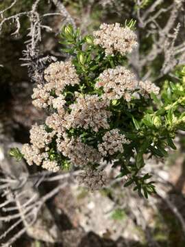 Image de Ozothamnus purpurascens DC.