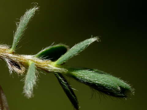 Image of Pimelea mesoa subsp. macra C. J. Burrows