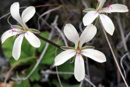 Image of Pelargonium stipulaceum subsp. ovatostipulatum (Knuth) Vorster