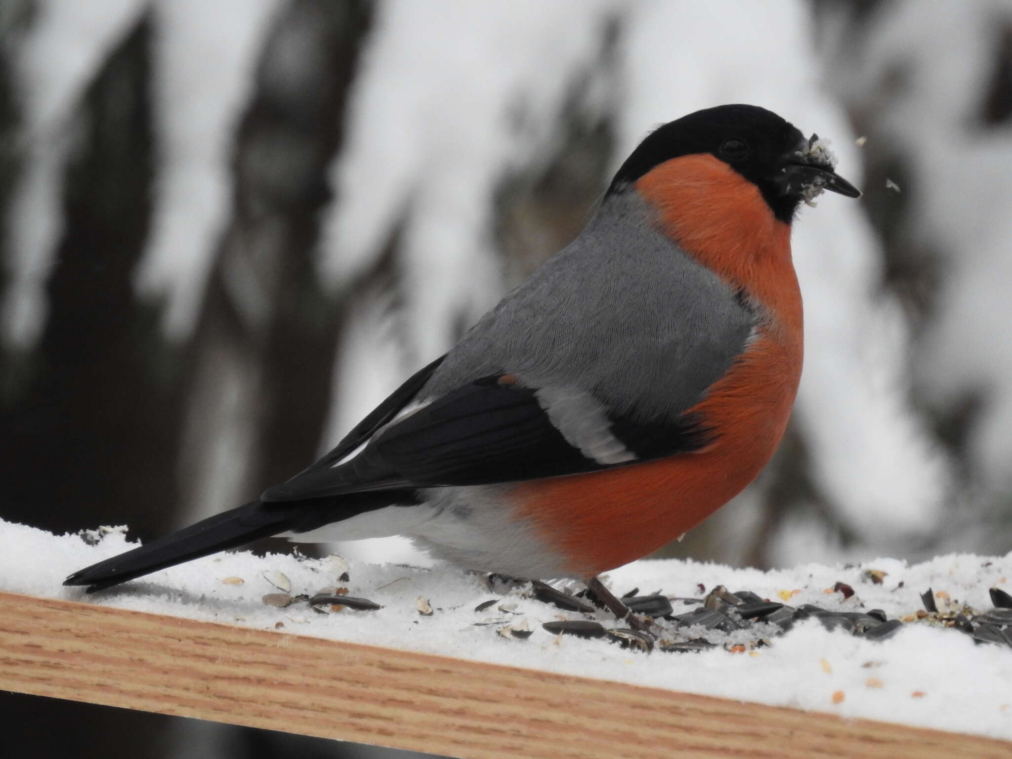 Image of Eurasian bullfinch