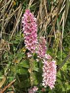 Image of Francoa appendiculata A. Juss.