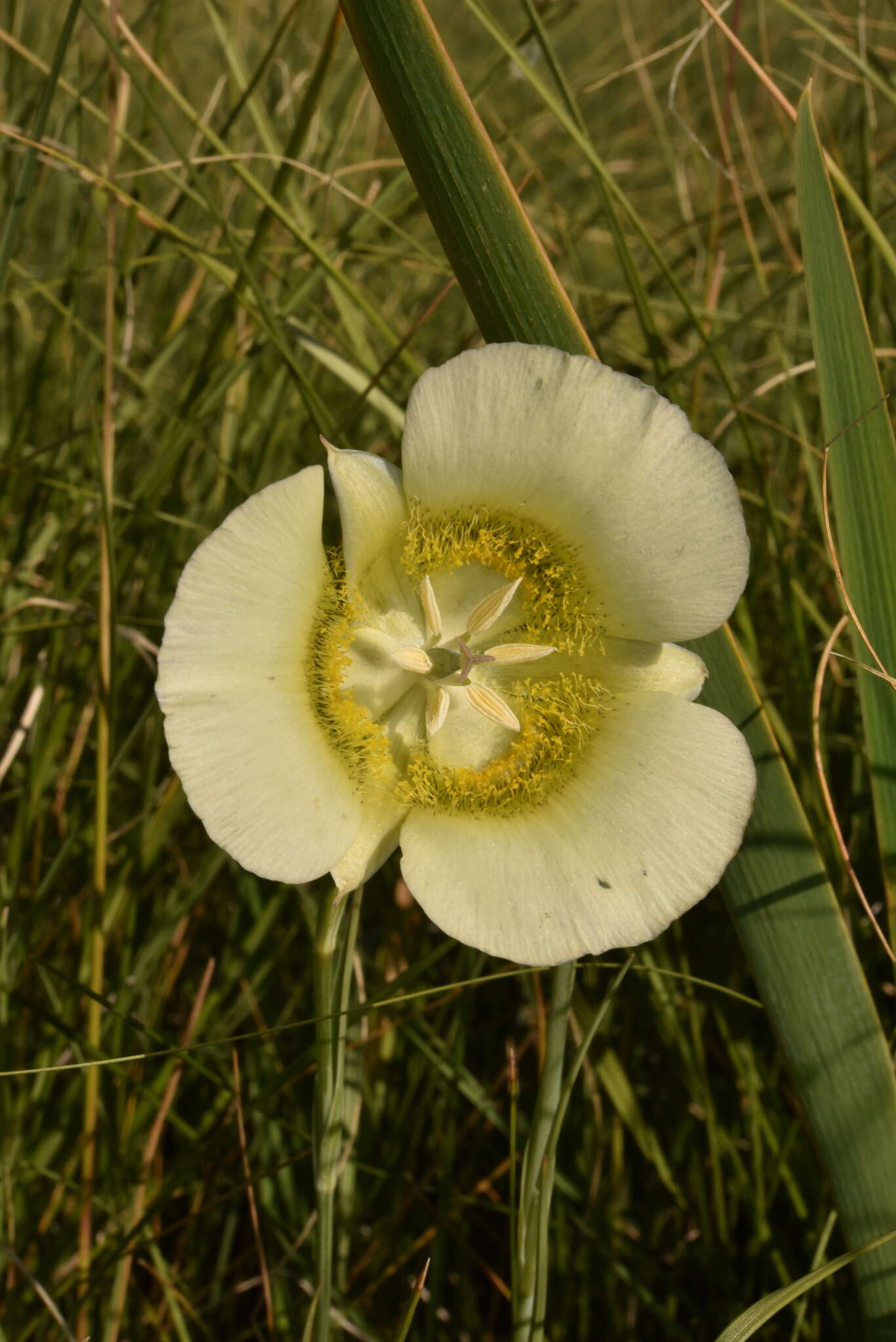 Calochortus gunnisonii var. perpulcher Cockerell resmi