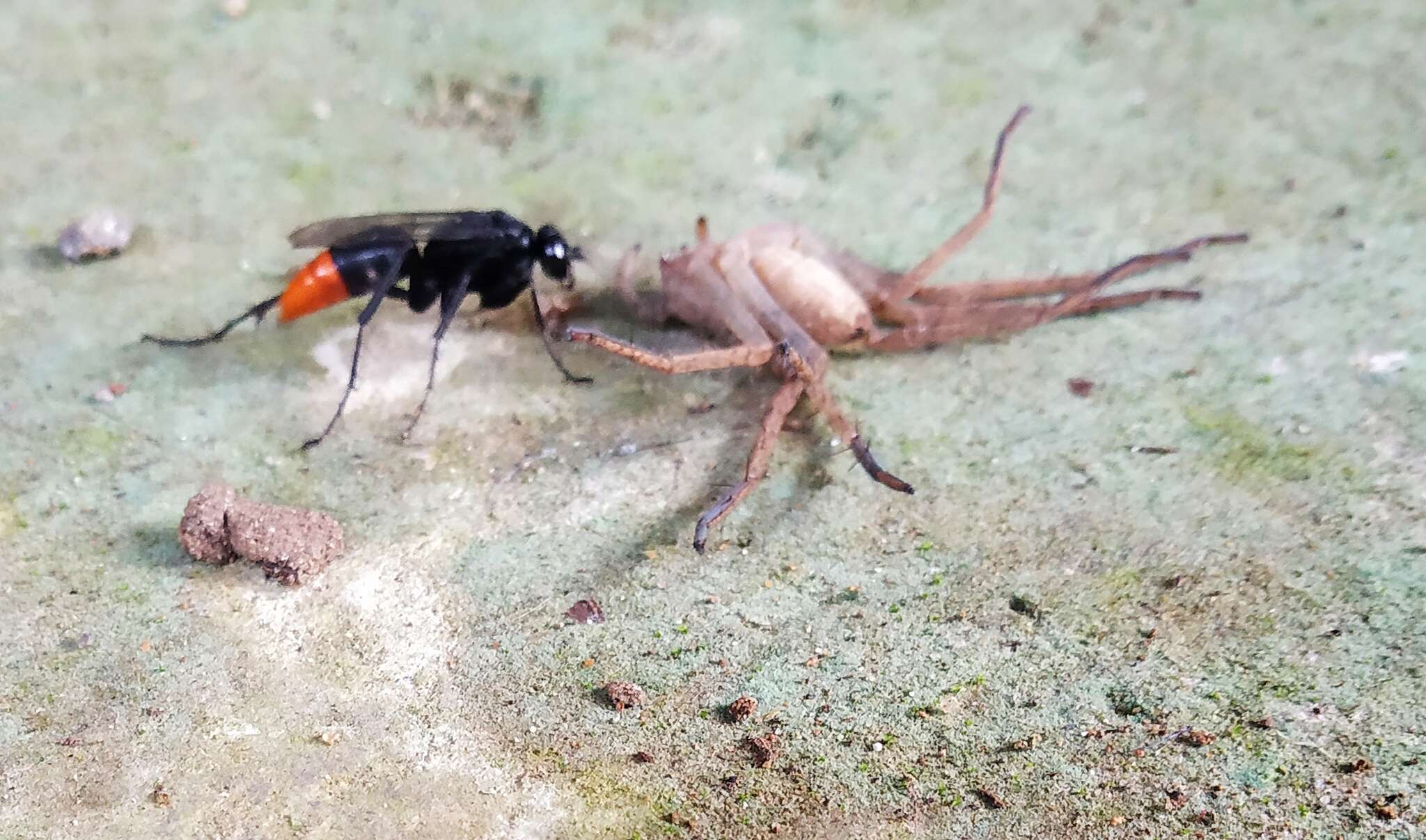 Image of Spider wasp