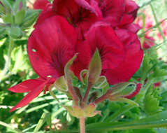 Imagem de Pelargonium domesticum Bailey