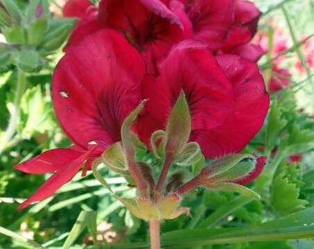 Image of regal pelargonium