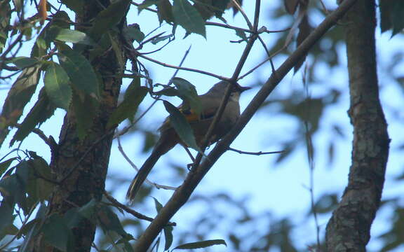 Image of Variegated Laughingthrush