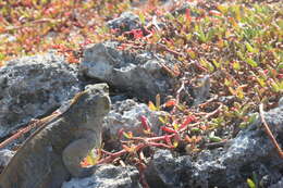 Image of Cyclura rileyi rileyi Stejneger 1903