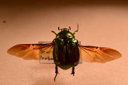 Image of emerald beetle