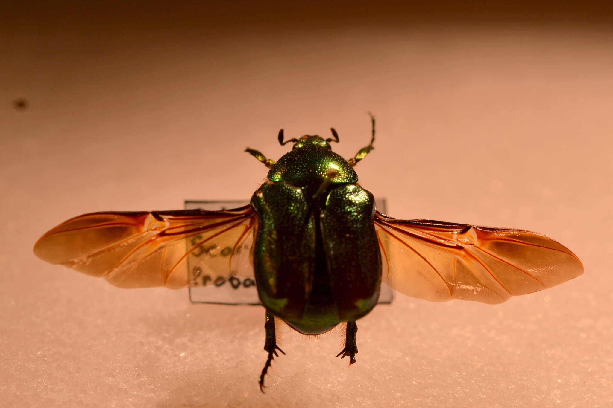 Image of emerald beetle