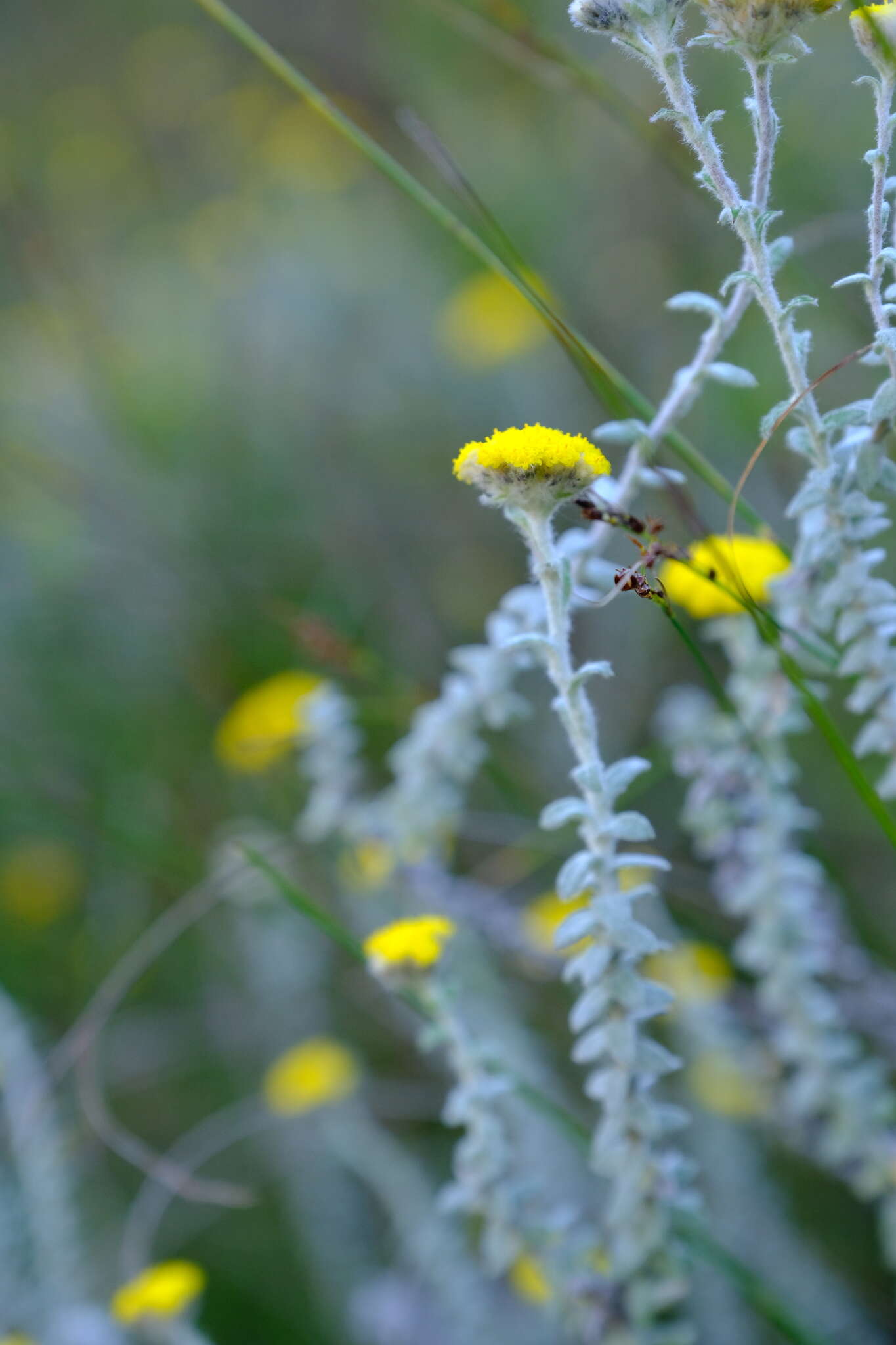 Image of Helichrysum marifolium DC.