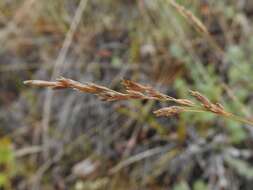 Image de Poa glauca Vahl