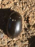 Image of Lesser silver water beetle