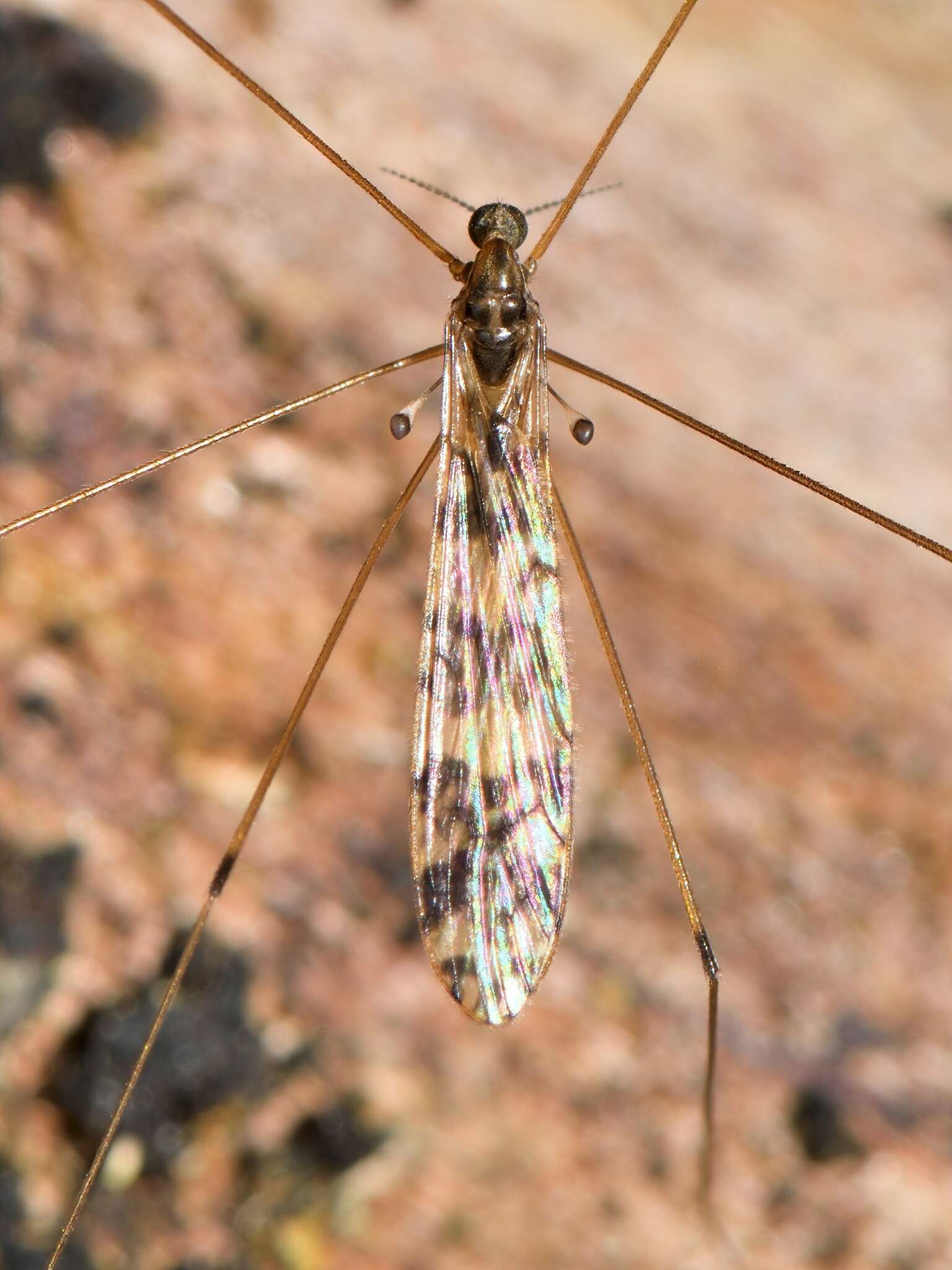 Imagem de Discobola gibberina (Alexander 1948)