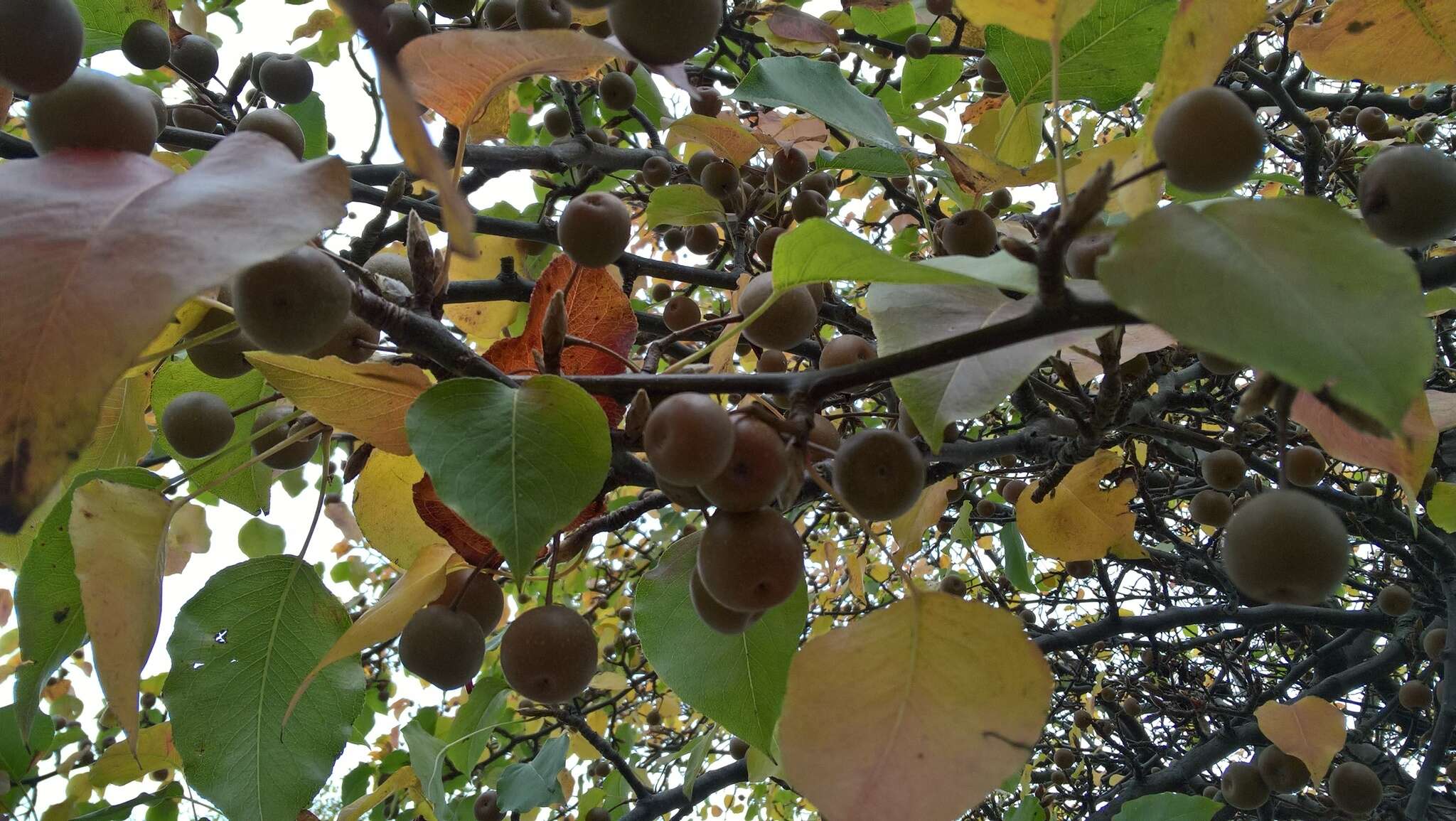 Image of Chinese pear