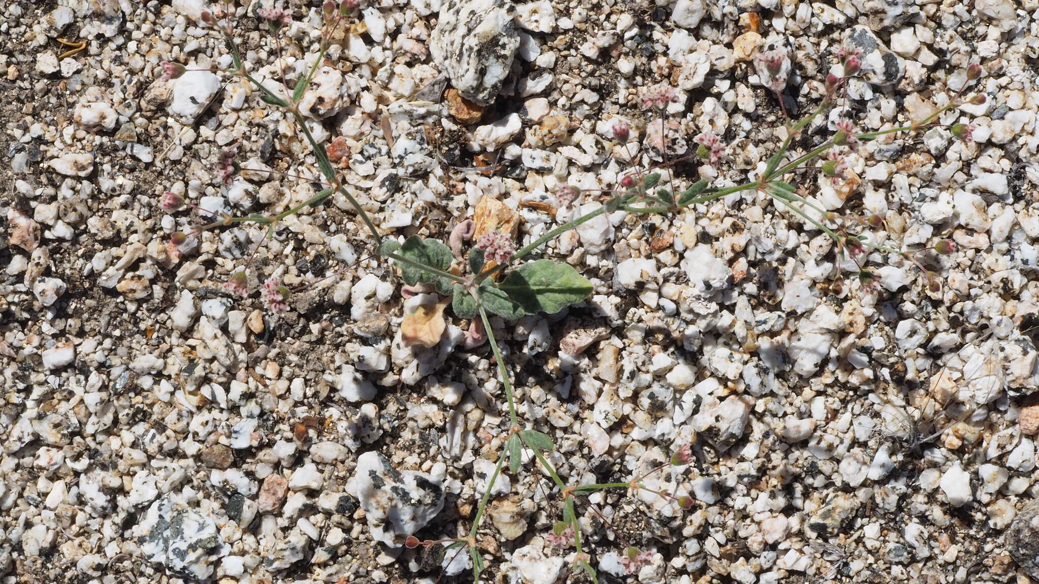 Image of spotted buckwheat