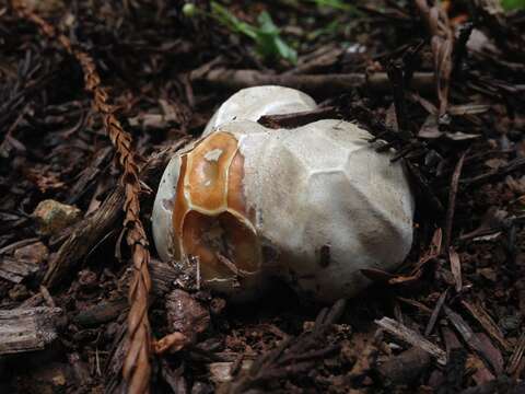 Image of Clathrus ruber P. Micheli ex Pers. 1801