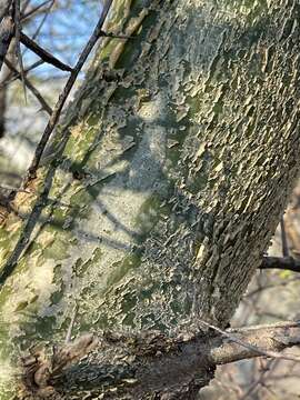 Image of Sweet-root corkwood