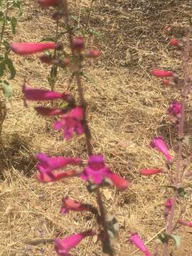 Image of beardtongue