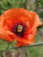 Image of Mediterranean Poppy