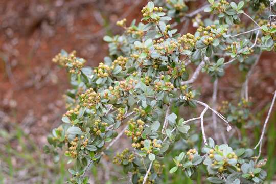 Image of island ceanothus