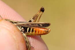 Image of orange-tipped grasshopper