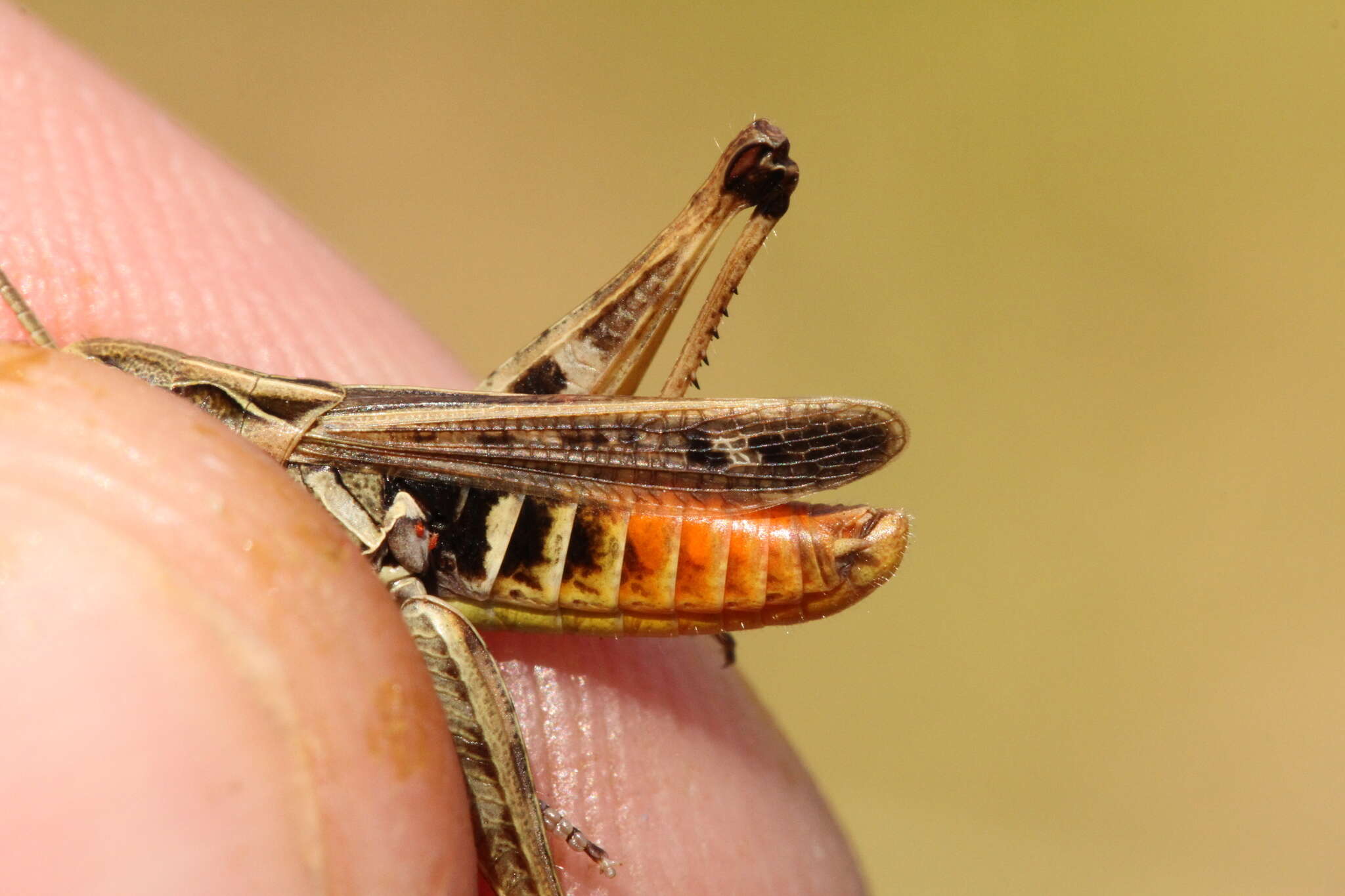 Image of orange-tipped grasshopper