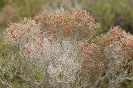 Image of Tecticornia arbuscula (R. Br.) K. A. Sheph. & Paul G. Wilson