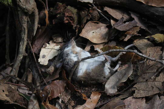 Image of Mexican Deer Mouse