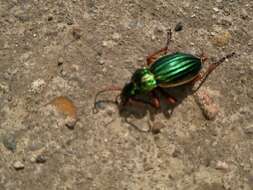 Imagem de Carabus (Tachypus) auratus Linnaeus 1760