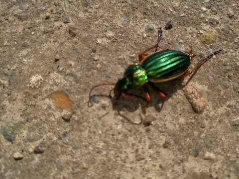 Imagem de Carabus (Tachypus) auratus Linnaeus 1760