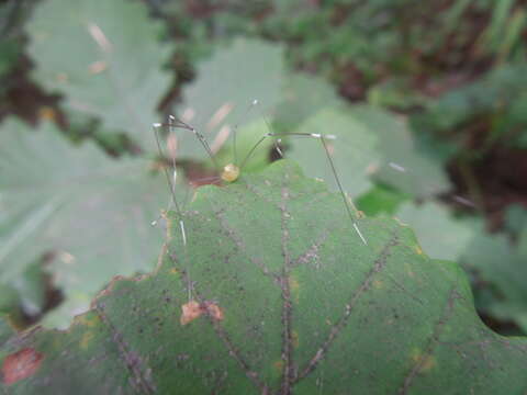 Image of <i>Leiobunum japonicum</i>