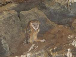 Image of barn owls, masked owls, and bay owls