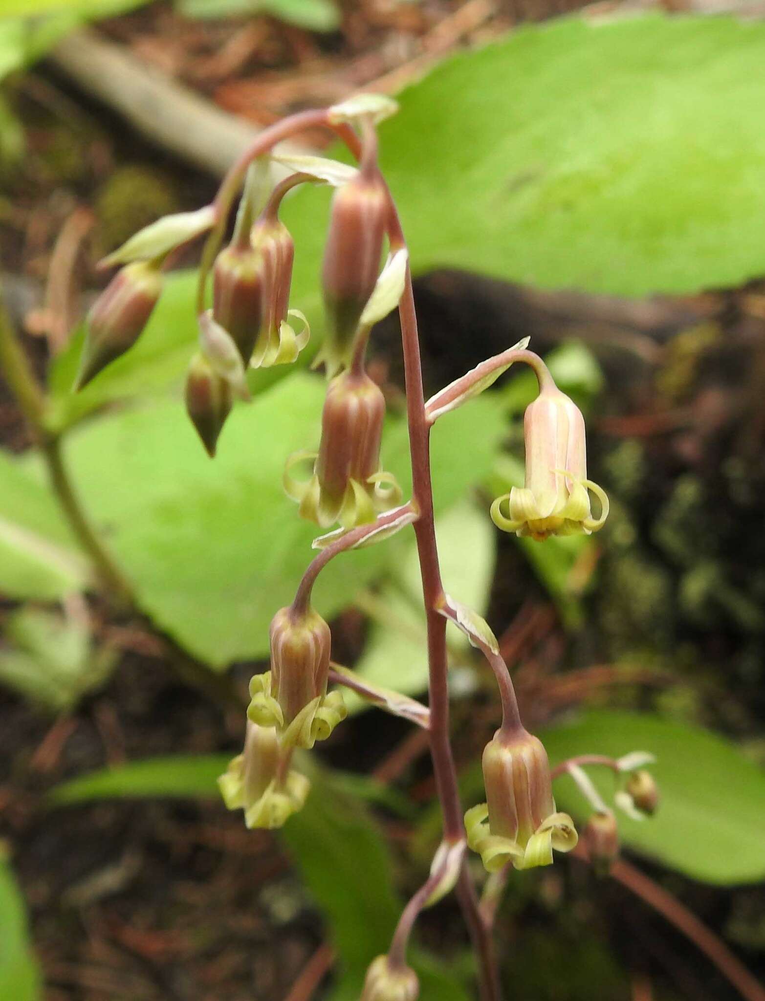 Image of Western False Deathcamas