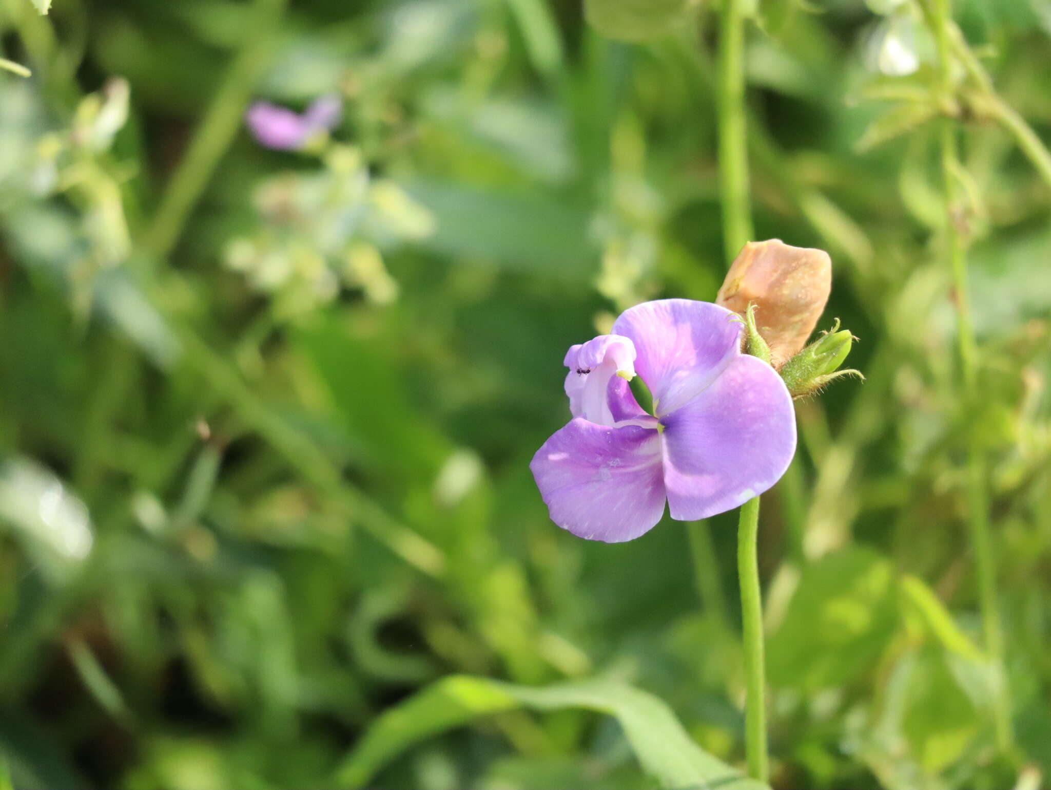 Image of zombi pea