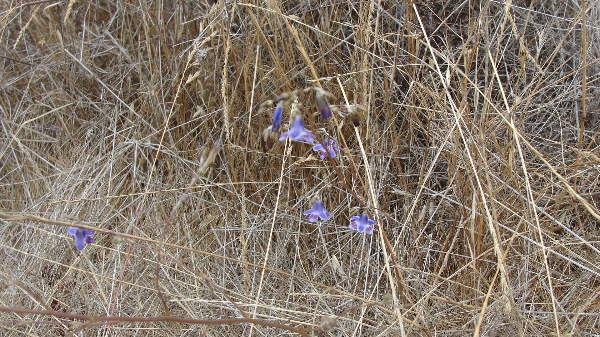 Image of Conanthera trimaculata (D. Don) F. Meigen