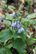 Imagem de Adenophora pereskiifolia (Fisch. ex Schult.) G. Don