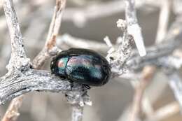 Image of Chrysolina cerealis (Linnaeus 1767)