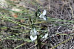 Image of Chloraea galeata Lindl.