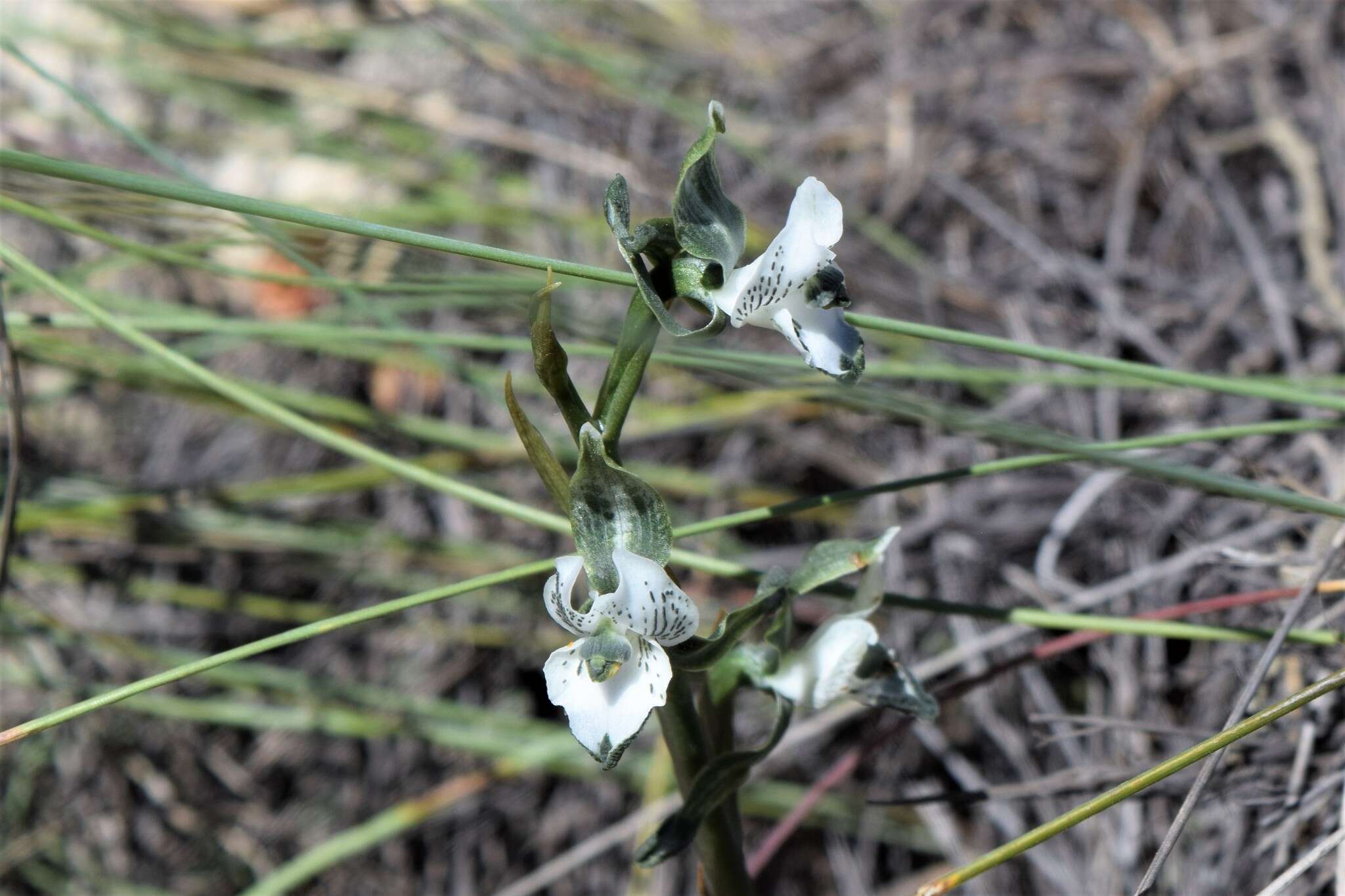 Image of Chloraea galeata Lindl.