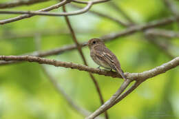 Image of Muscicapa williamsoni williamsoni Deignan 1957