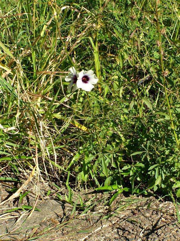 Plancia ëd Hibiscus cannabinus L.