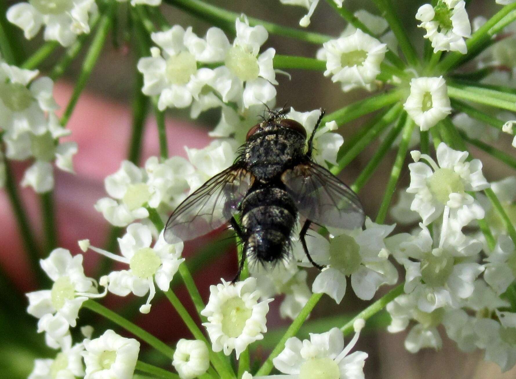 Image of Exorista rustica (Fallen 1810)