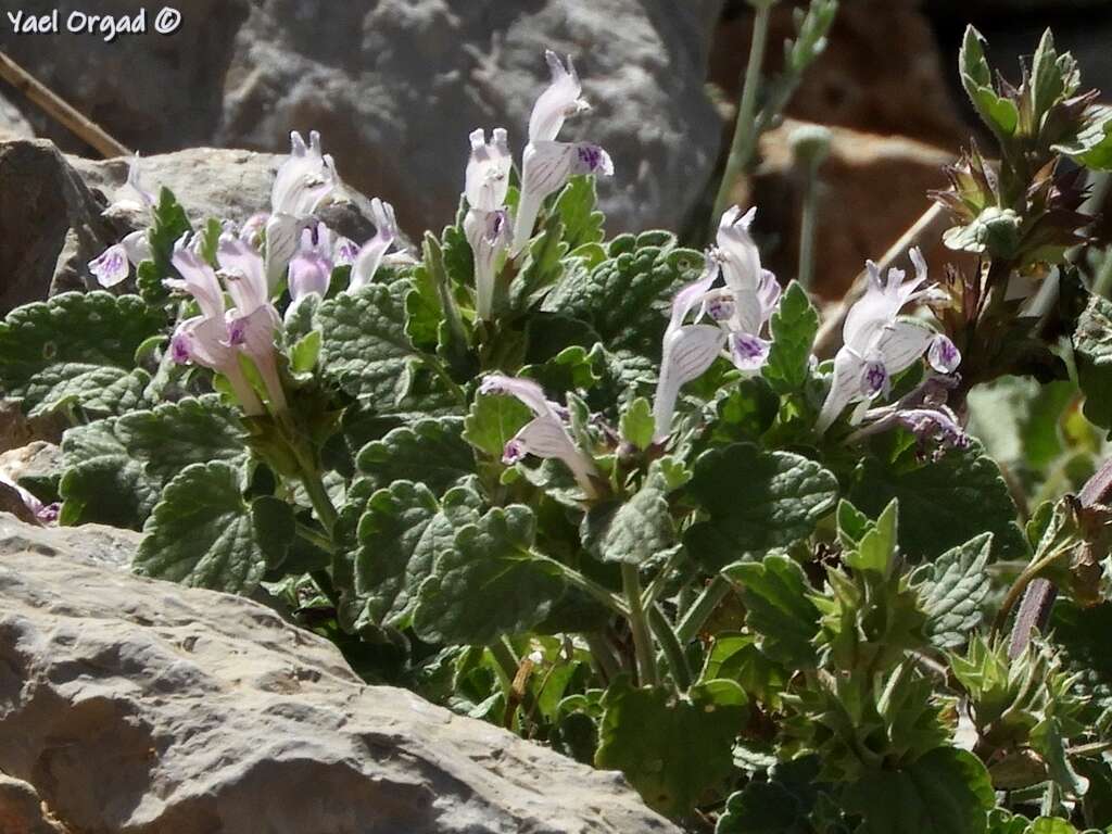 Image of Lamium garganicum L.