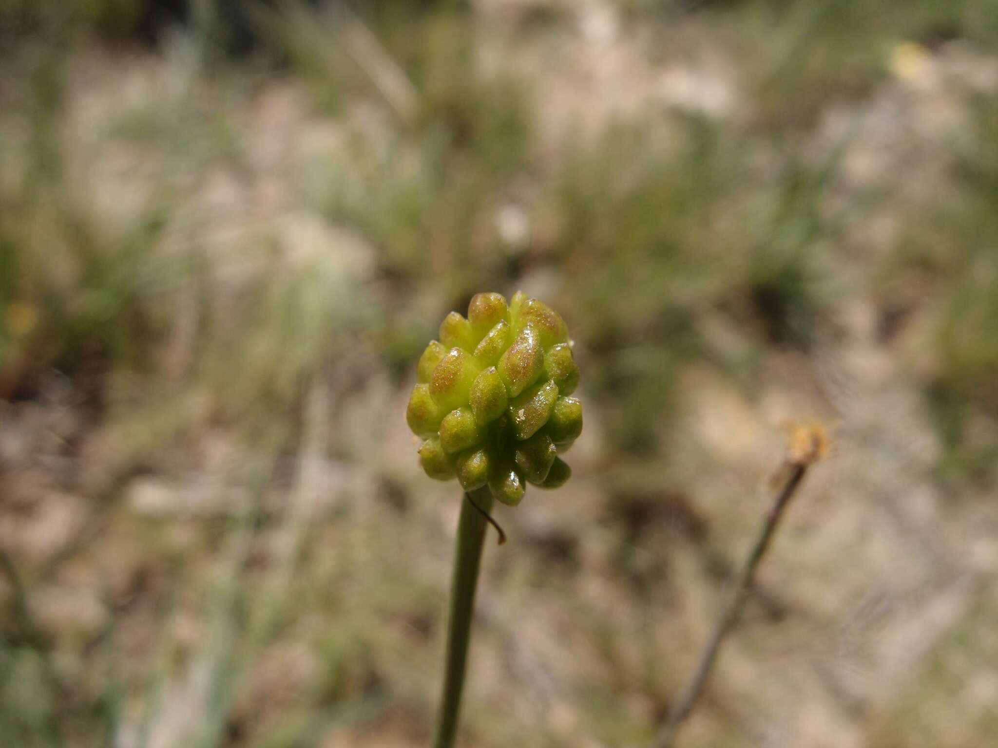 Image of Ranunculus gramineus L.