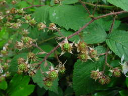 Image of Rubus hylocharis W. C. R. Watson