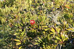 Plancia ëd Protea obtusifolia Buek ex Meissn.